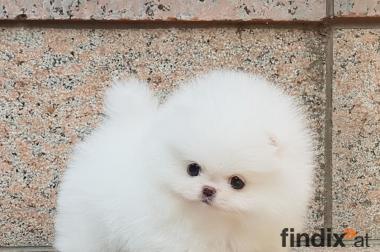 Pomeranian Zwergspitz Welpen