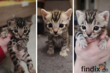 Premium Bengalkitten mit Stammbaum