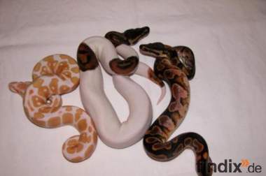Pythons, Angola, Ball - Pied - Calico -Albino