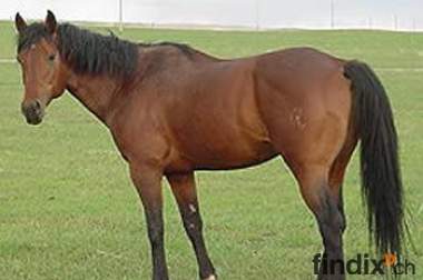 quarter horse zu verkaufen