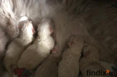 Ragdoll Babys