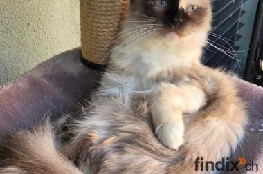 Ragdoll-Dame Mini sucht ihr Für-immer-Zuhause