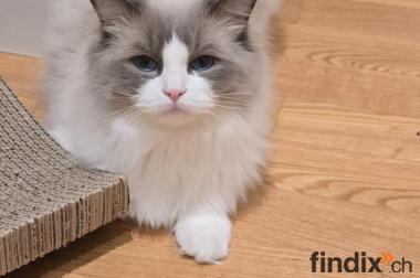 Ragdoll Kater- erwachsen- (zukünftiger Deckkater)