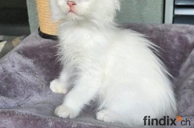 Ragdoll Kater Fire mit Stammbaum