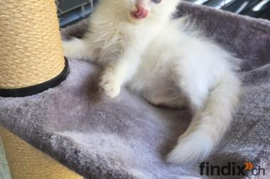 Ragdoll Kater Fire mit Stammbaum