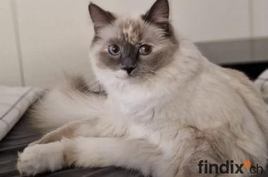 Ragdoll Katze Mercedes sucht ein liebevolles Zuhause