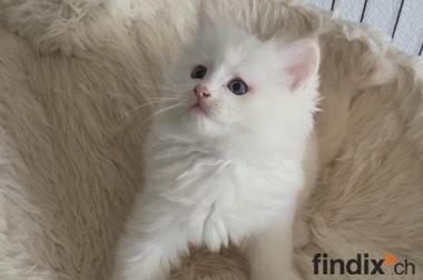 Ragdoll Kiten mit Stammbaum zu verkaufen
