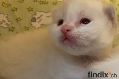 Ragdoll Kitten