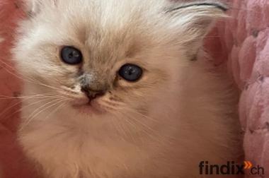 Ragdoll Kitten