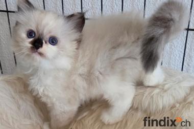 Ragdoll Kitten mit Stammbaum- Bis 12.08 den Name 