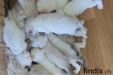 Ragdoll Kitten zu verkaufen