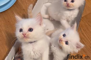 Ragdoll Kitten zum verkaufen