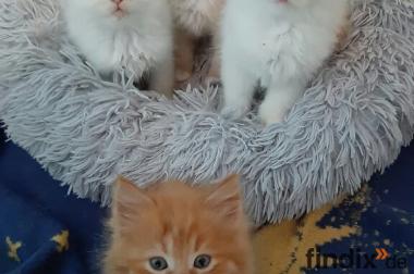 Ragdoll ,Perser-Mainne Conne Kater Kitten