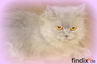Reinrassig Britisch Blue Kitten abzugeben lang & 