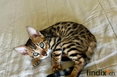 Reinrassige Bengal Junge mit Perfekte Zeichnung