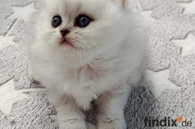 Reinrassige Perserbabys chinchilla,  Silver shaded,  