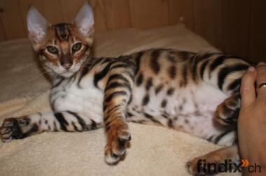 Reinrassige Toyger Kitten mit TICA Stammbaum zu 