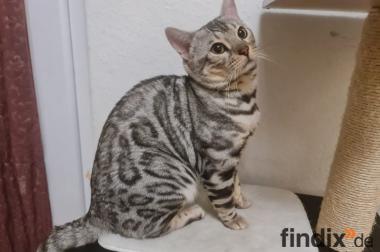Reinrassiger Black Silver Bengal Deckkater mit 