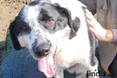 Rez, a.d.Tierschutz, sucht Happy-Home