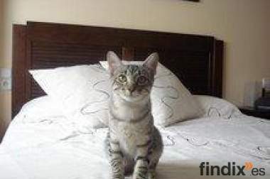Roni tigretoncito de 4,5 meses