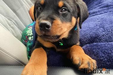Rottweiler Welpen