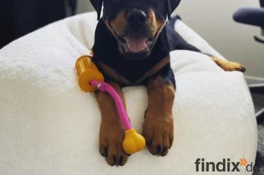 Rottweiler Welpen reinrassig