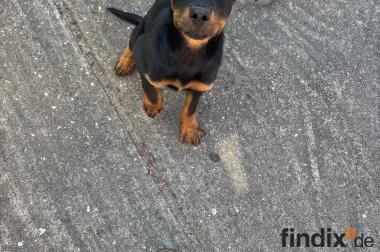 Rottweilerwelpen