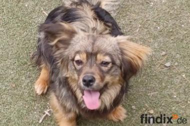 Roxy, a.d.Tierschutz, sucht ein liebes Zuhause