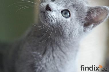 Russisch Blau Kitten m. Abstammungsurkunde