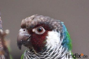 Salvadori Weißohrsittiche / Graubrustsittiche