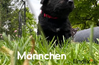 Schäferhund Mix welpen