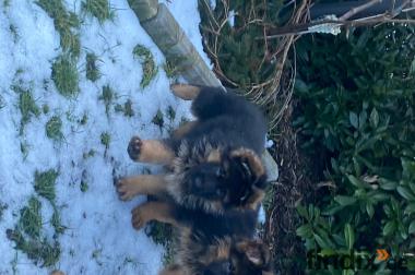 Schäferhundwelpen Rüden