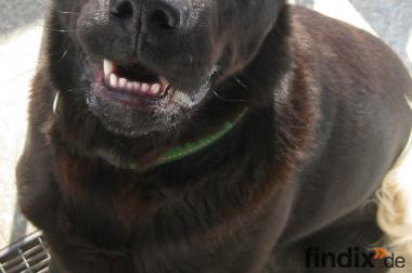 Schwarzer Labrador sucht liebevolles Zuhause