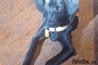 Scorpius, a.d.Tierschutz, sucht liebes Happy-Home