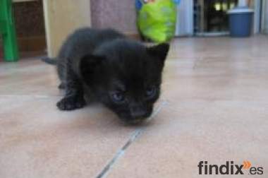 Se lo han encontrado solito en la calle - MADRID