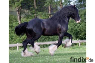 Shire Horse, Hengst
