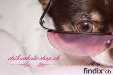 Shopping-Paradies für Chihuahua, Yorkshire Terrier &