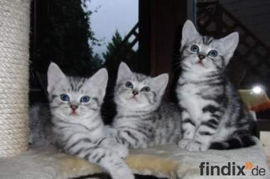 Silvertabby Kitten (reinrassig mit Stammbaum) suchen 