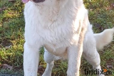 Smilla, a.d.Tierschutz, sucht Familienanschluss