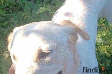 Sole, a.d.Tierschutz, sucht Happy-Home