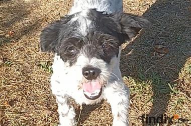 Spike, a.d.Tierschutz, möchte Einzelprinz sein