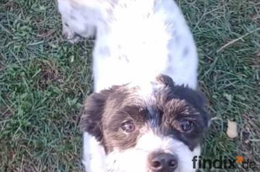 Spike, a.d.Tierschutz, sucht liebes Happy-Home