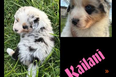 Standard Australian Shepherd-Welpen suchen ihr 