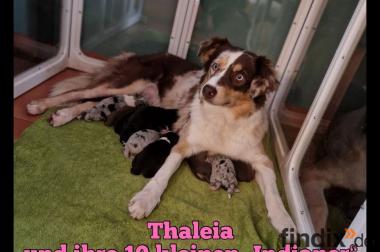 Standard Australian Shepherd-Welpen suchen ihr 