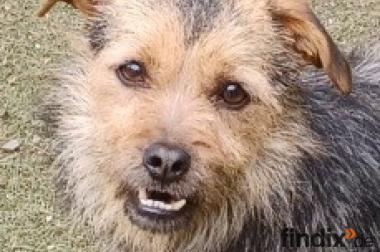 Star, a.d.Tierschutz, sucht sein Glück