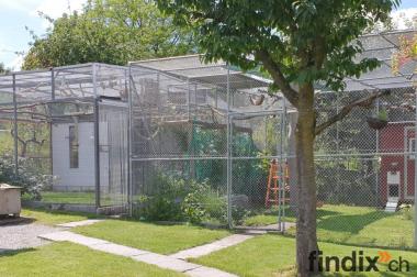 Suche älteres Graupapagei Weibchen
