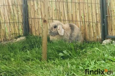 Suche ca. 4-6 Jähriges Kaninchen Weibchen kastriert