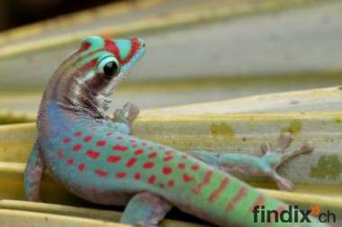 Suche! (Pärchen-) Geckos! Phelsuma!