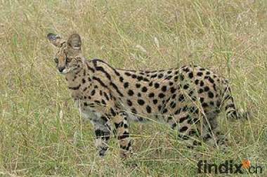 Suche Serval Katze