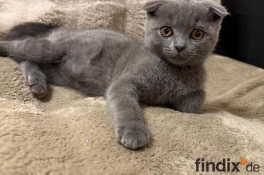 Süße BKH Kitten in der Farbe blue suchen ein neues 